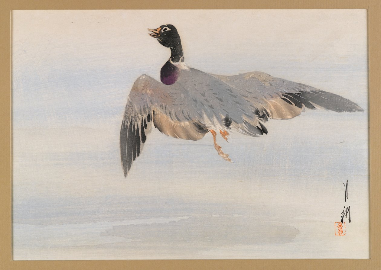 And, der opstår fra vandet, albumside fra en Bird and Flower (Kacho)-bog, ca. 1890-1900 (træblok farvetryk med sølvpigment) af Ogata Gekko