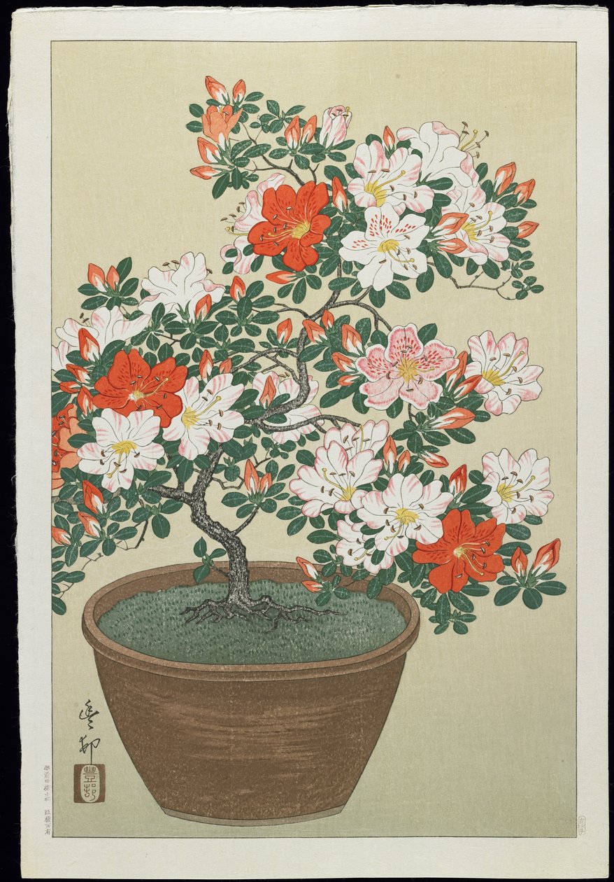 Azalea in Pot, 1930