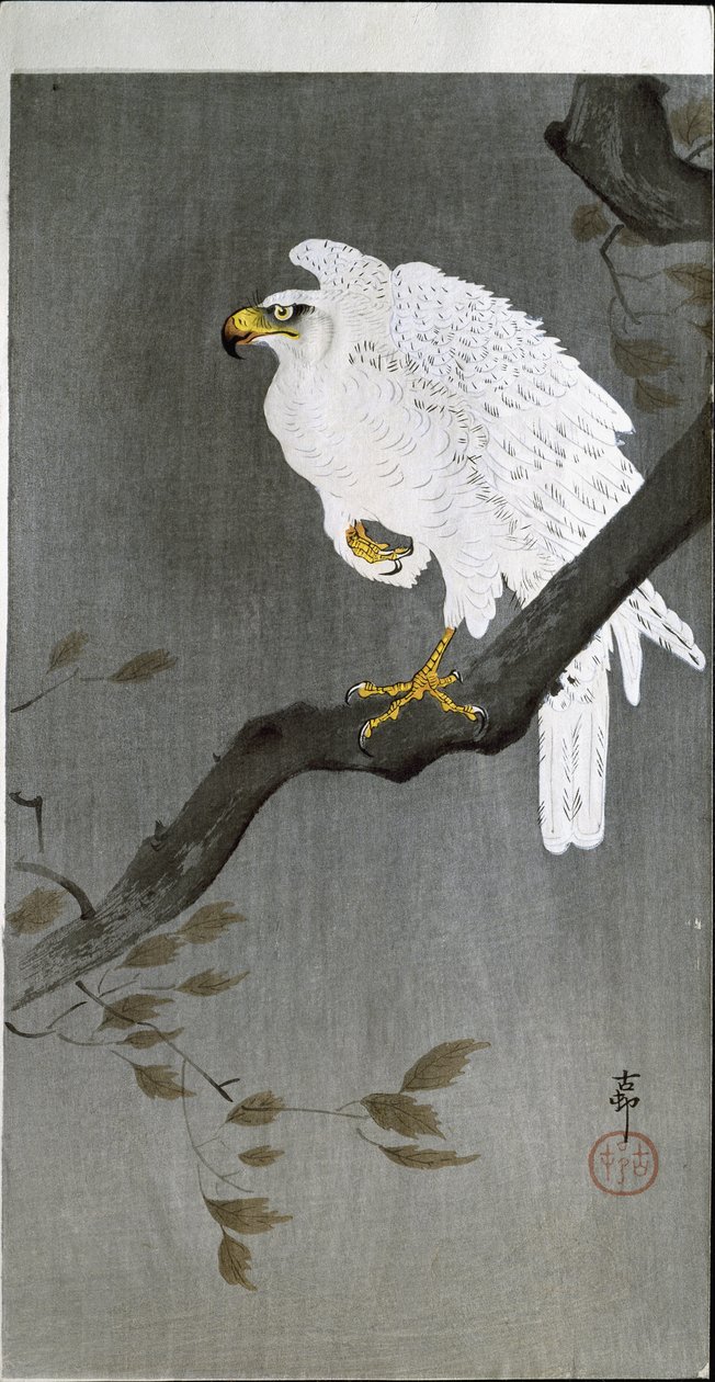 Falk på en gren, 1907 af Ohara Koson