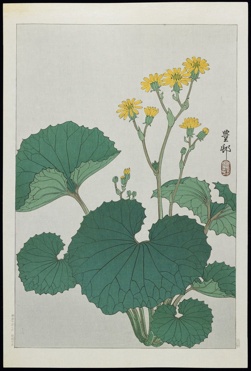 Blomster af japanske sølvblade, 1930