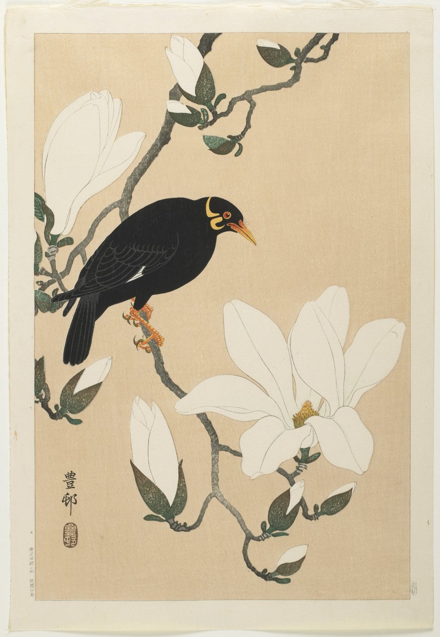 Hill Myna på en Magnolia-gren, midten af det 20. århundrede af Ohara Koson