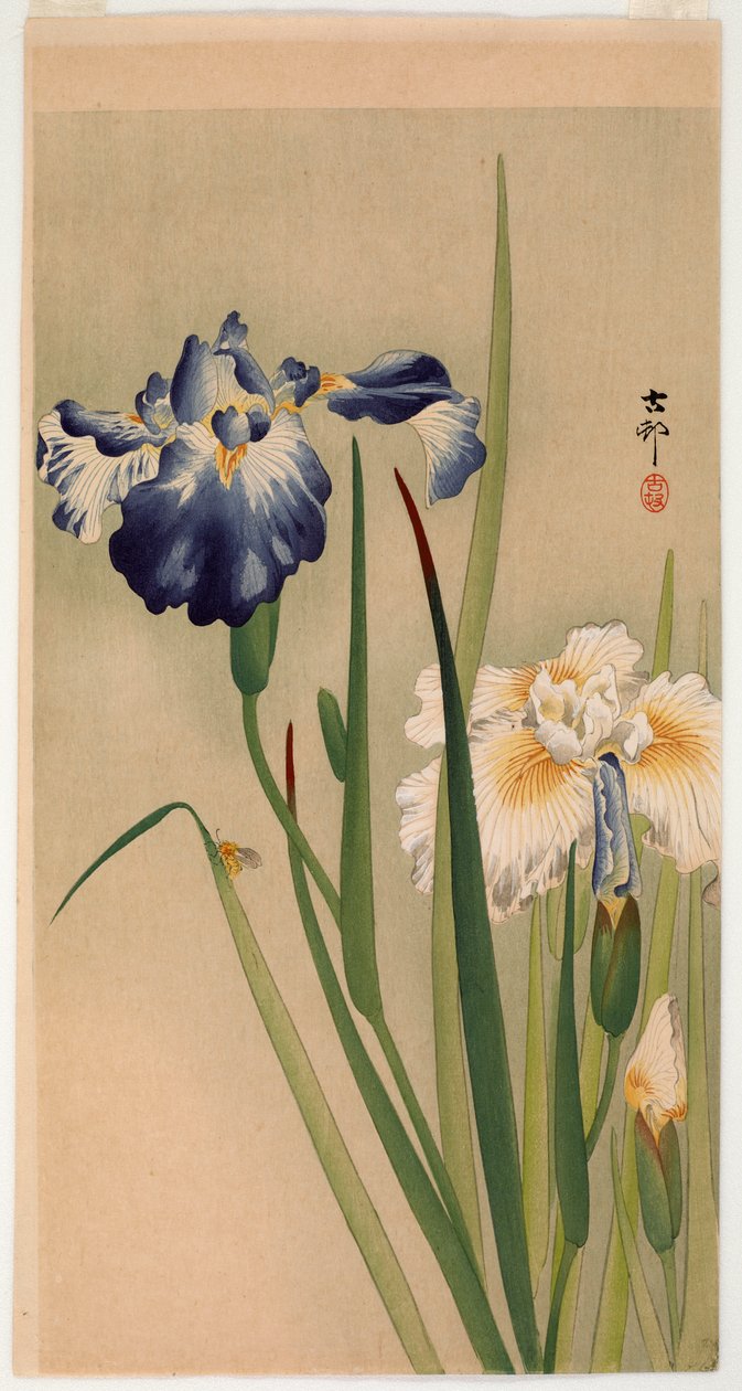 Lille insekt på blomstrende iris (farve-træsnit) af Ohara Koson