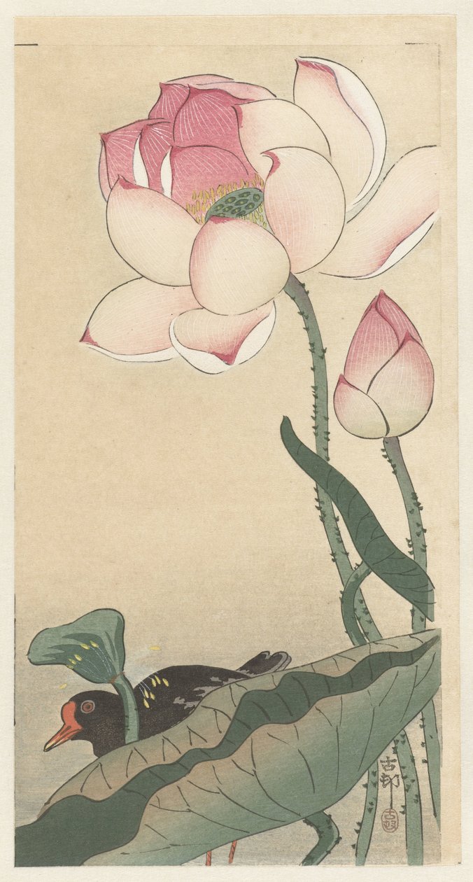 Gallinule med lotusblomster af Ohara Koson