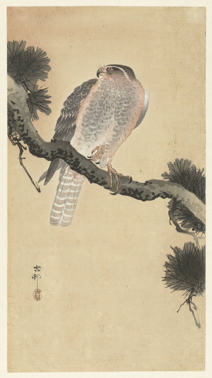 Høg på fyrregren af Ohara Koson