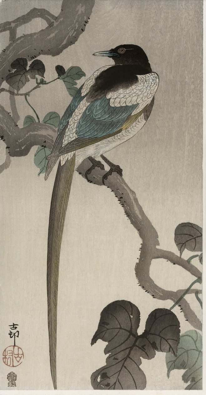 Magpie på en Pauwolna-gren (farvet træbloktryk) af Ohara Koson