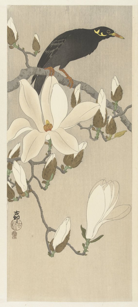 Myna på Magnolia Branch af Ohara Koson