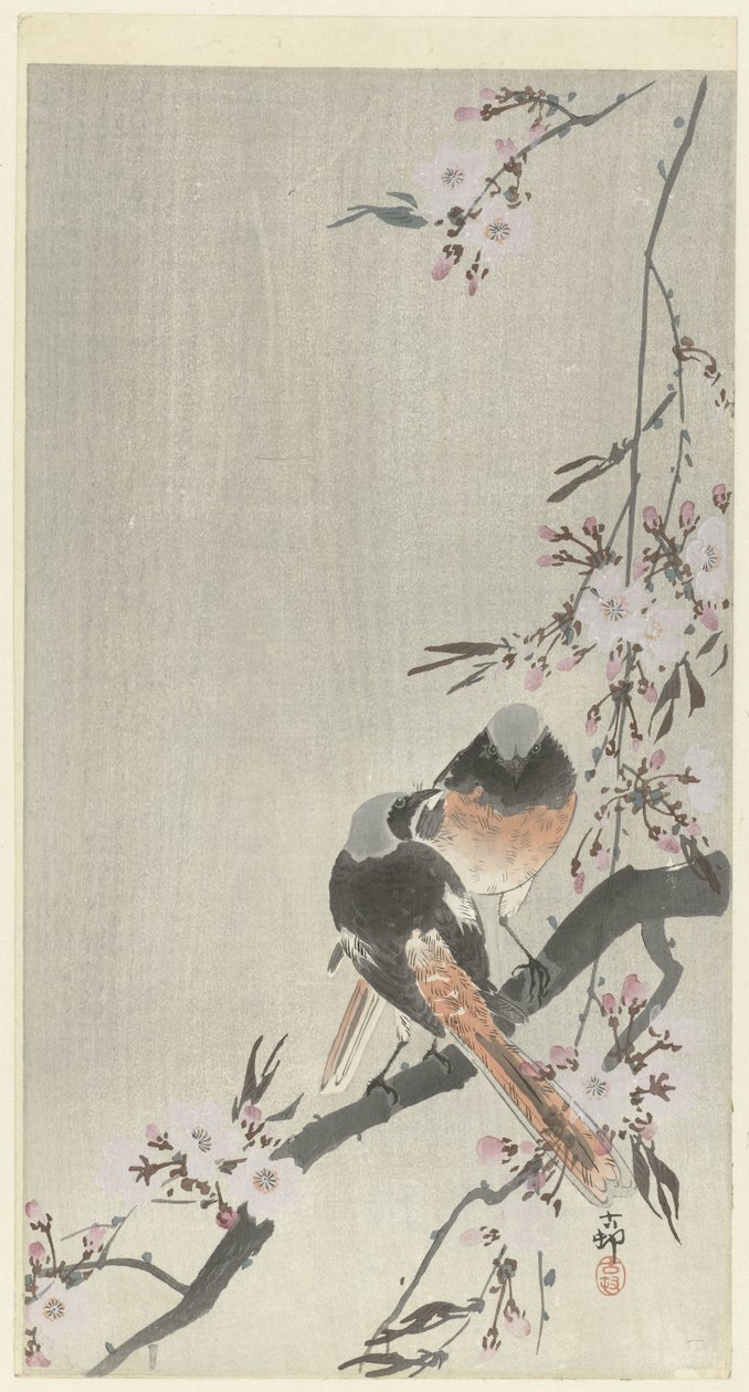 To siegel rødstarter med kirsebærblomst af Ohara Koson