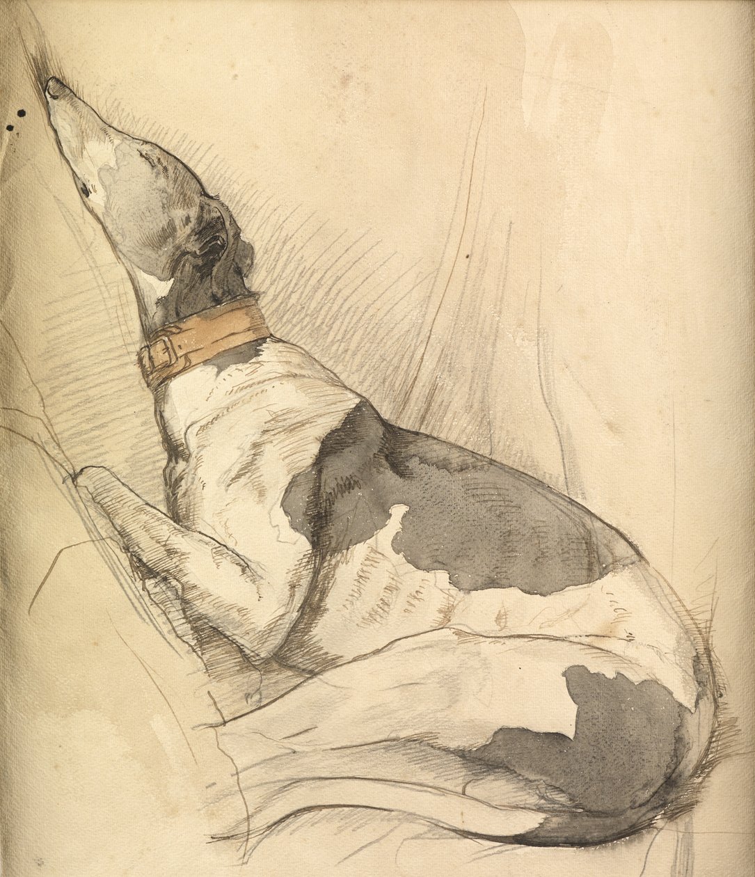 Sovende Greyhound (blyant, kuglepen, blæk og vask på papir) af Olive Branson