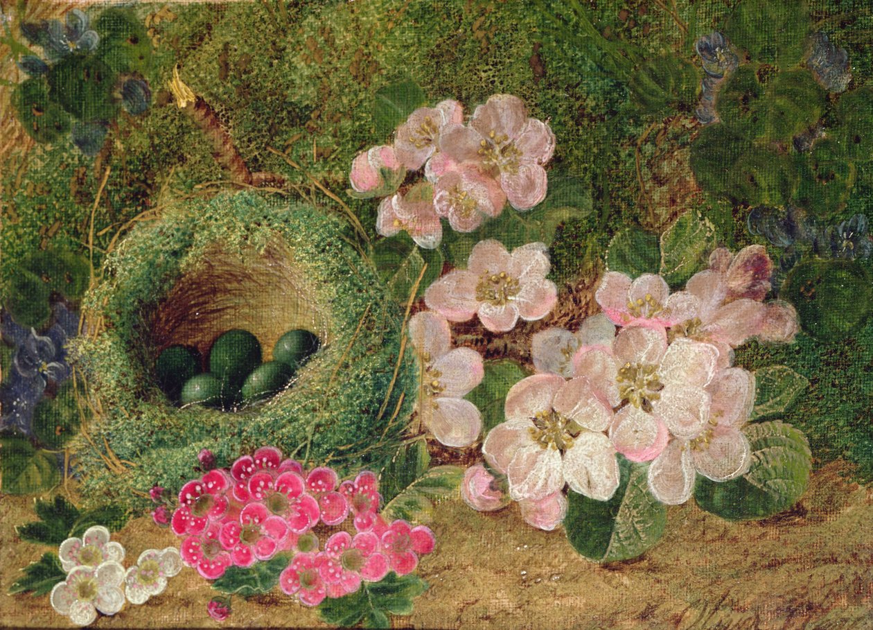 Primulaer ved en Fuglerede af Oliver Clare