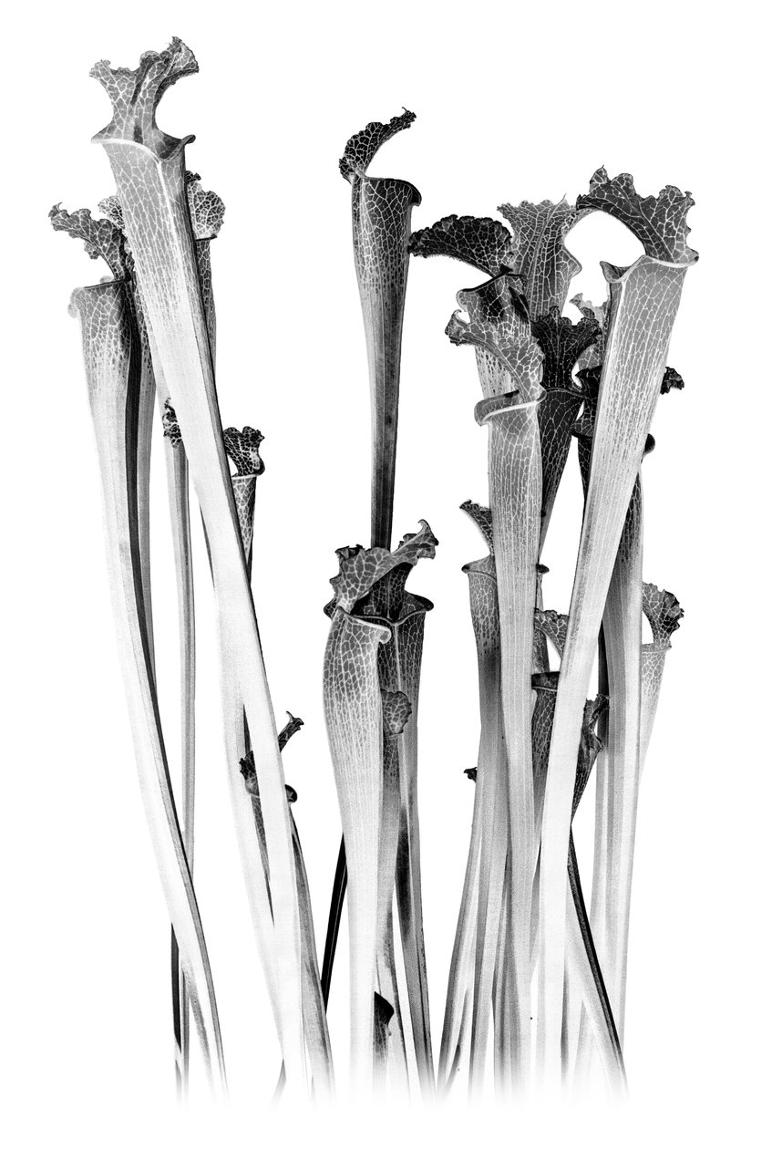 Carnivorous, 2020 (digitale blandede medier) af Olivia Gozzano