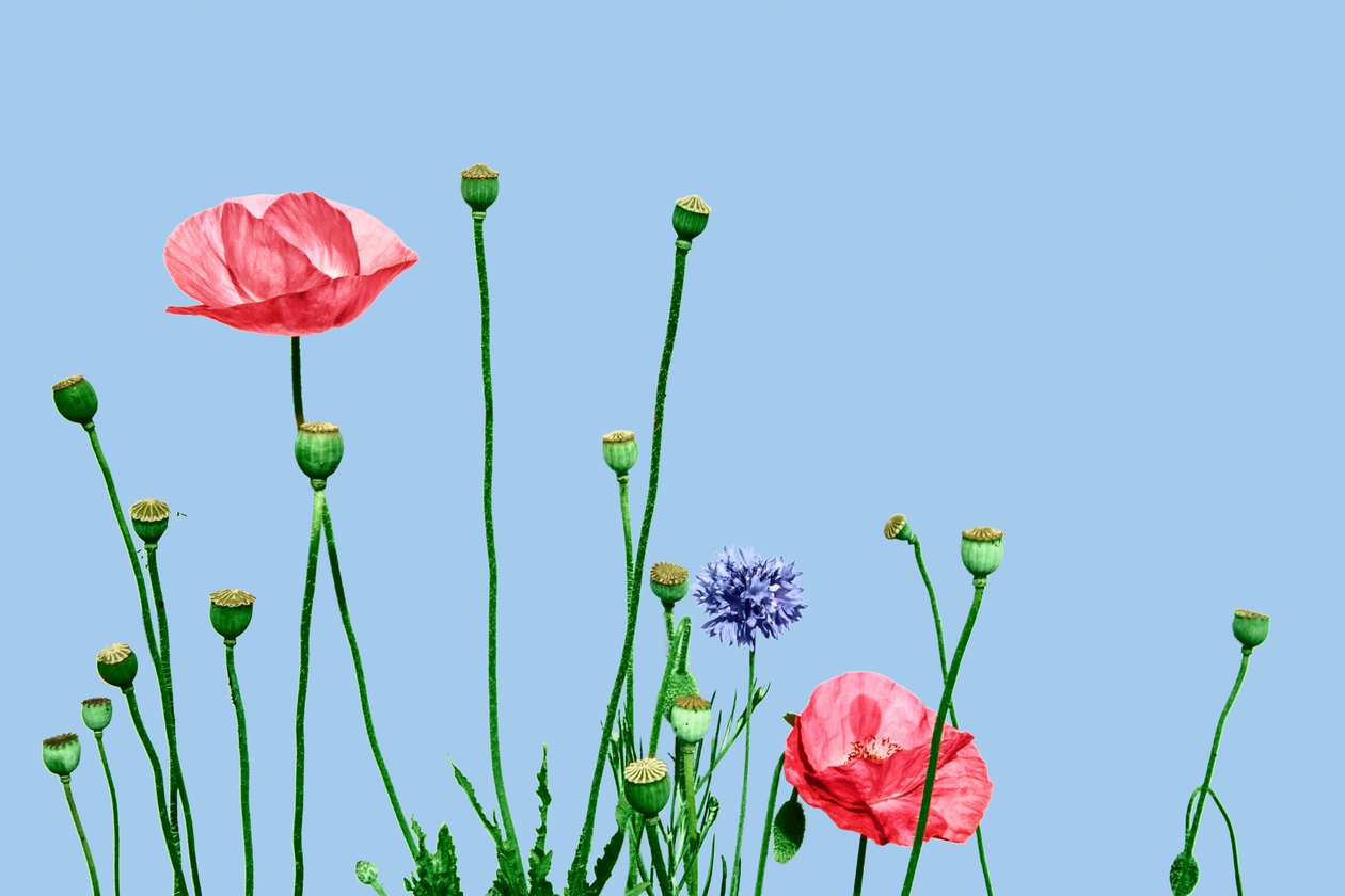Papaveri rosa, 2019 (digital mixed media) af Olivia Gozzano