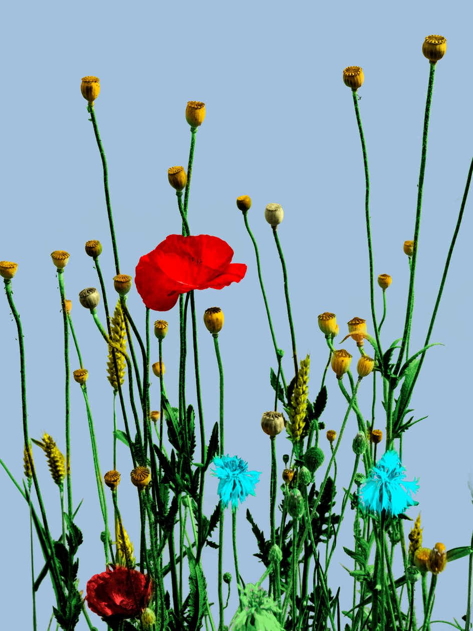 Valmue og blomster, 2019 (mixed media digital) af Olivia Gozzano
