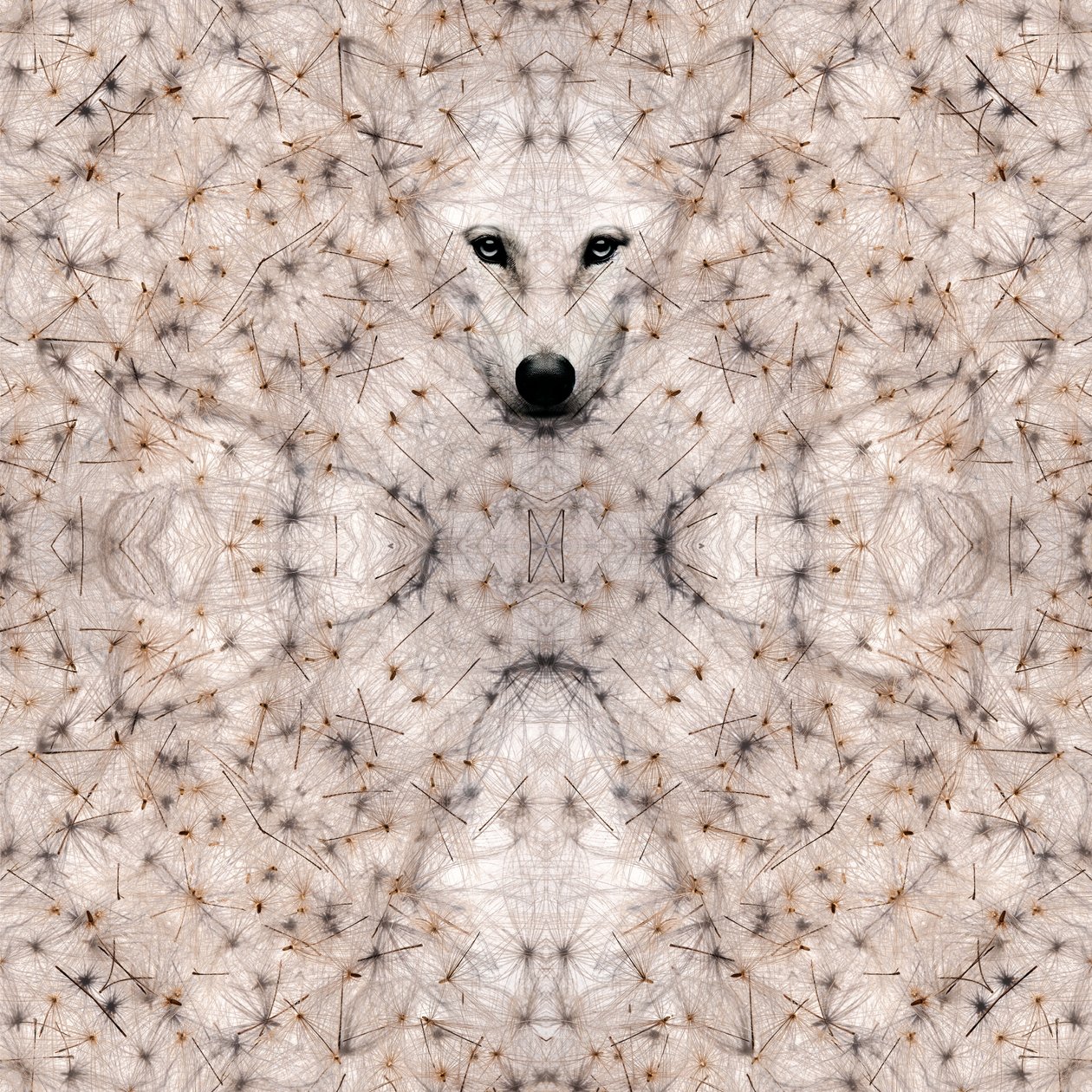 Semi lupus, 2023 (digital mixed media) af Olivia Gozzano
