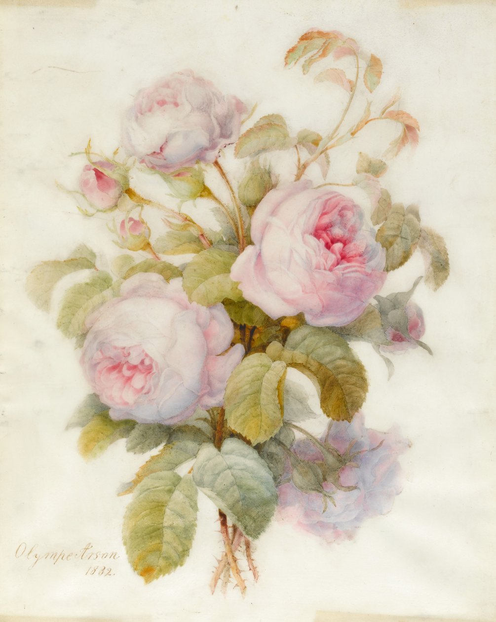 Bunch of Centifolio Roses, 1832 (wc over grafitkontur på vellum) af Olympe Arson