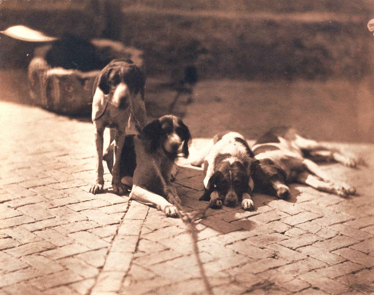 Jagthunde, ca. 1853 (salttryk) af Olympe Aguado