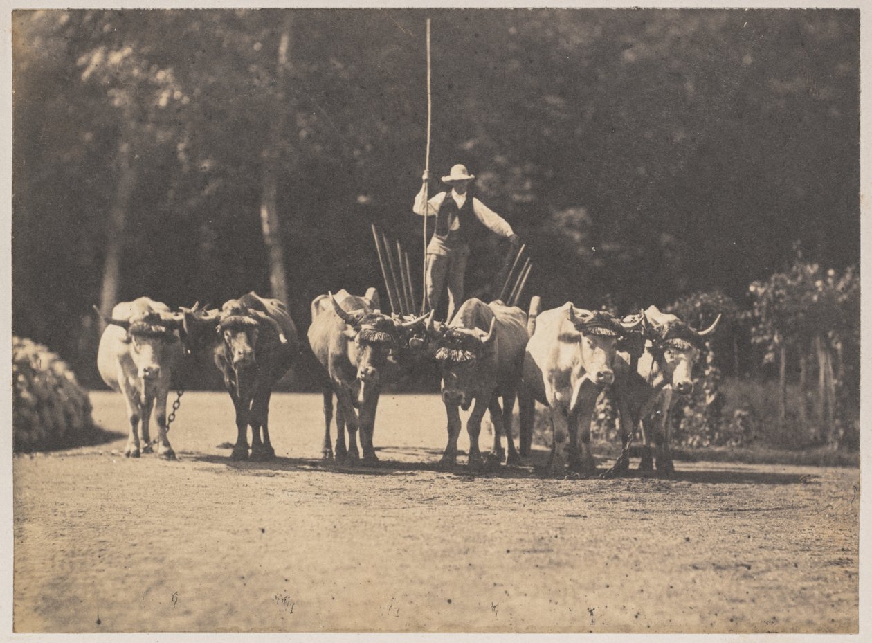 Six Oxen Team med deres chauffør, ca. 1853. af Olympe Aguado