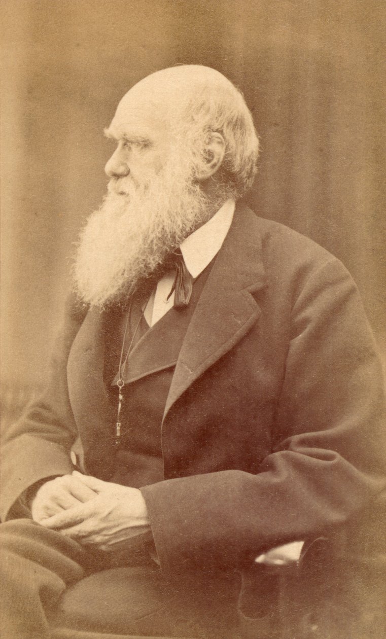 Portræt af Charles Darwin i en alder af 72, ca. 1871 (albumin print) af Oscar Gustav Rejlander