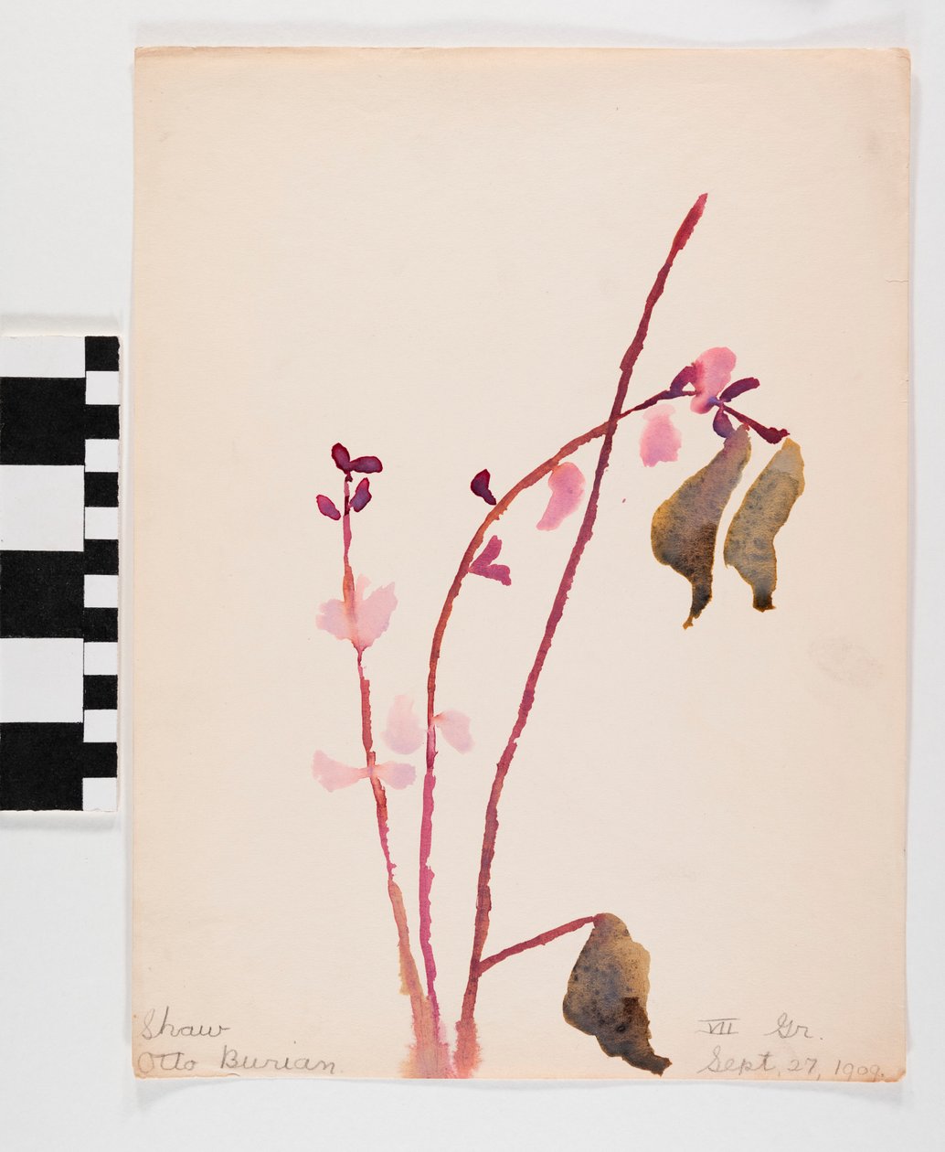 Akvarel på papir af lyserøde blomster med brune stængler af Otto Burian