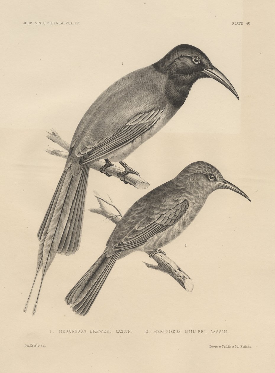 1. Meropogan Breweri og 2. Meropiscus Mulleri, litho af J.T. Bowen, 1850 litho af Otto Koehler