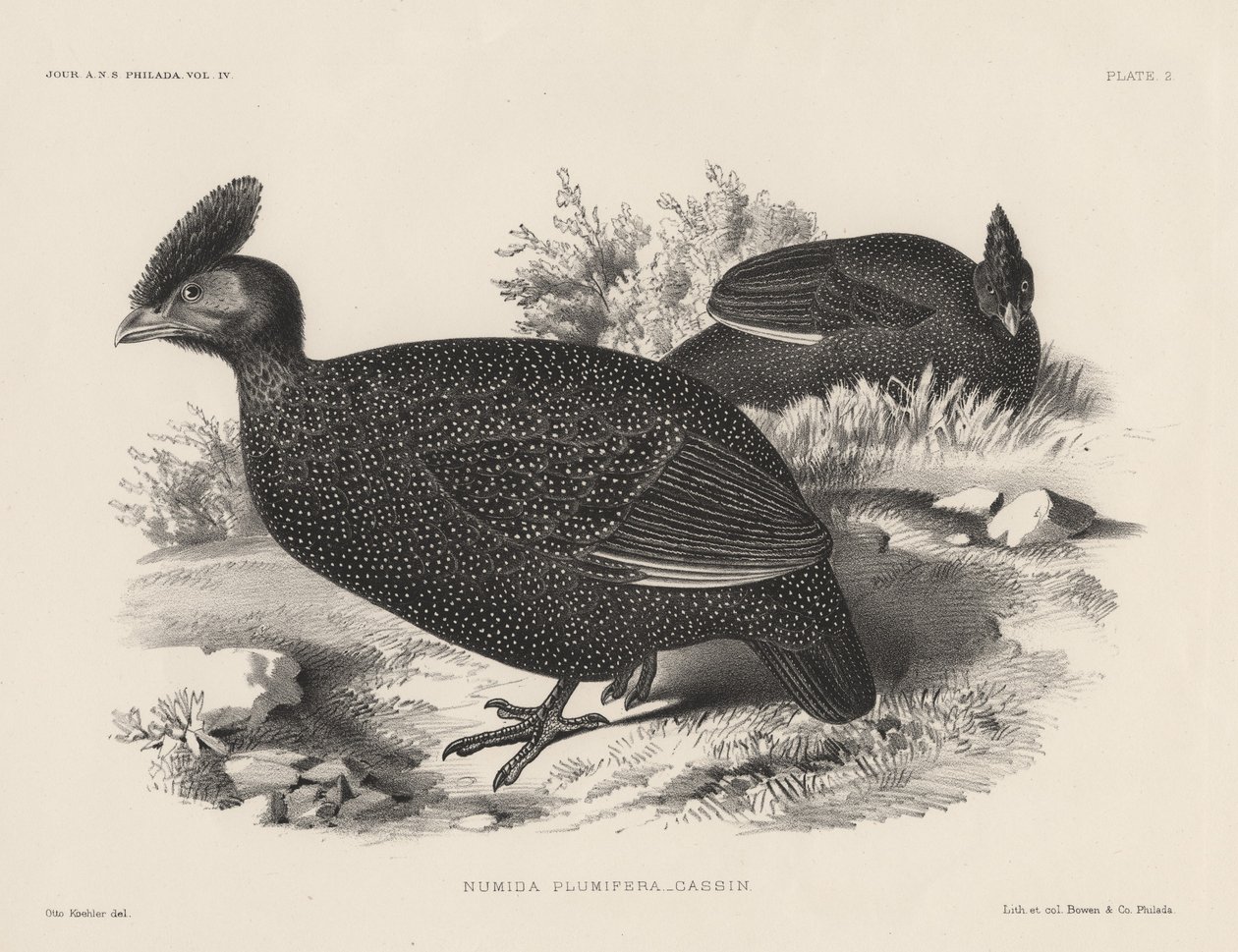 Numida Plumifera, litho af Bowen und Co., 1850 af Otto Koehler