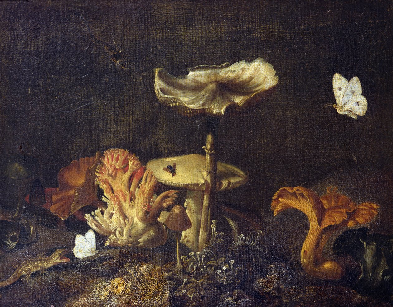 Stilleben med svampe og sommerfugle af Otto Marseus  van Schrieck
