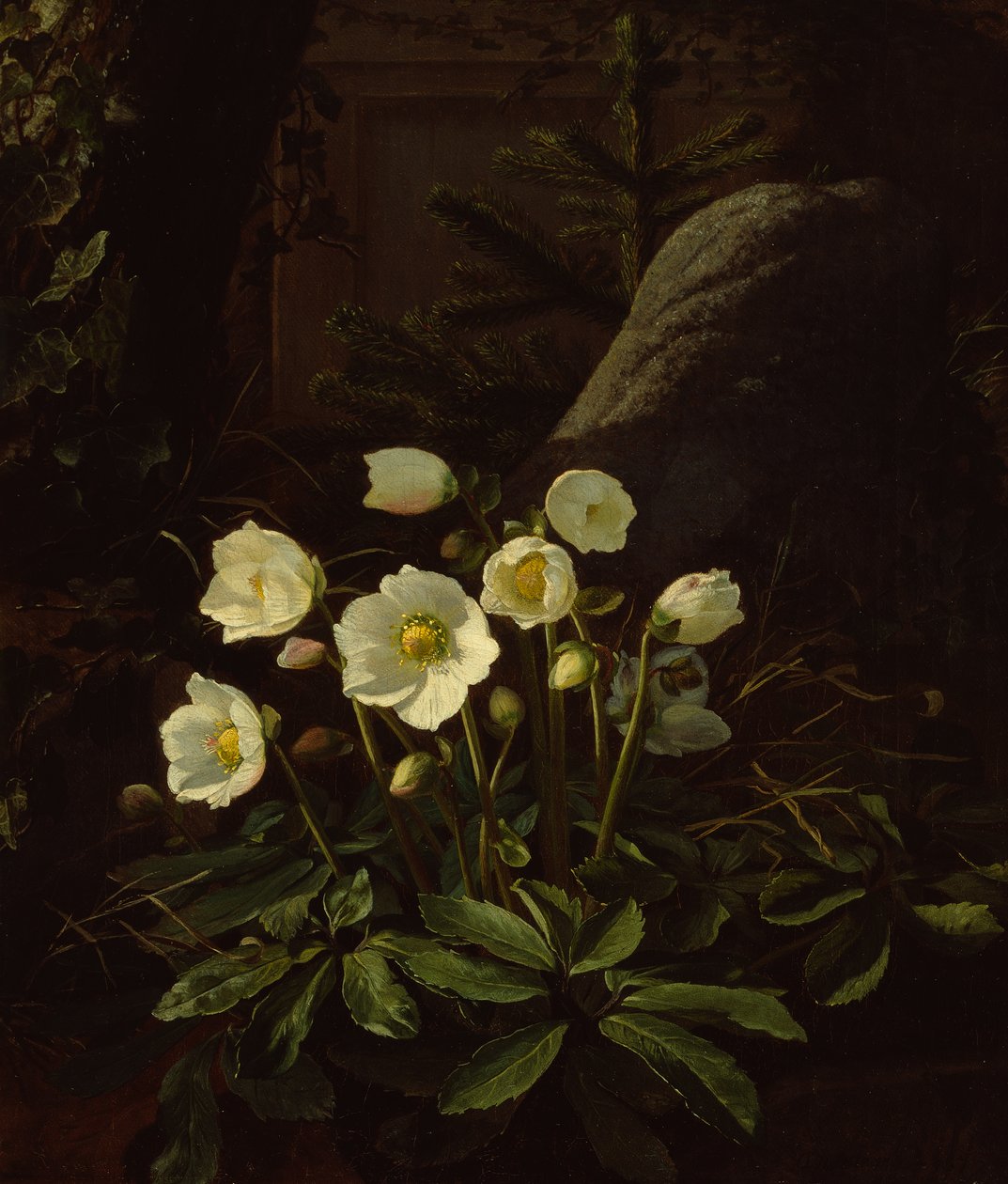 Hellebores in a Rockery (olie på lærred) af Otto Didrik Ottesen