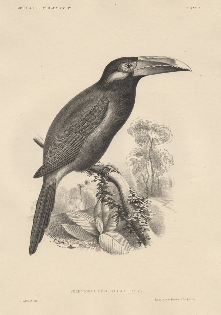 Selenidera Spectabilis, litho af Bowen und Co., 1850 af Otto Koehler
