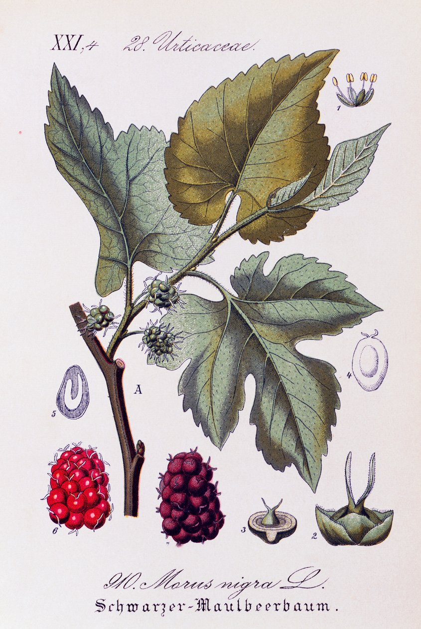 Blade og frugter af sort morbær (Morus nigra), kunstværk af Otto Wilhelm Thome (1840-1925) fra Flora von Deutschland, Osterreich und der Schweiz (Flora i Tyskland, Østrig og Schweiz) af Otto Wilhelm Thome