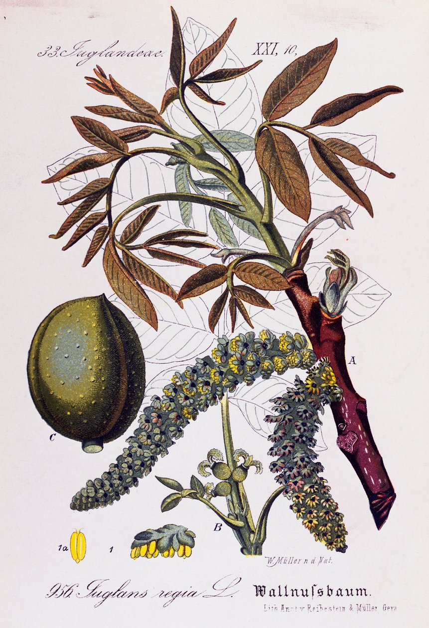Blade, frugter og blomster af persisk valnød eller engelsk valnød (Juglans regia), kunstværk af Otto Wilhelm Thome (1840-1925) fra Flora von Deutschland, Osterreich und der Schweiz (Flora i Tyskland, Østrig og Schweiz) af Otto Wilhelm Thome