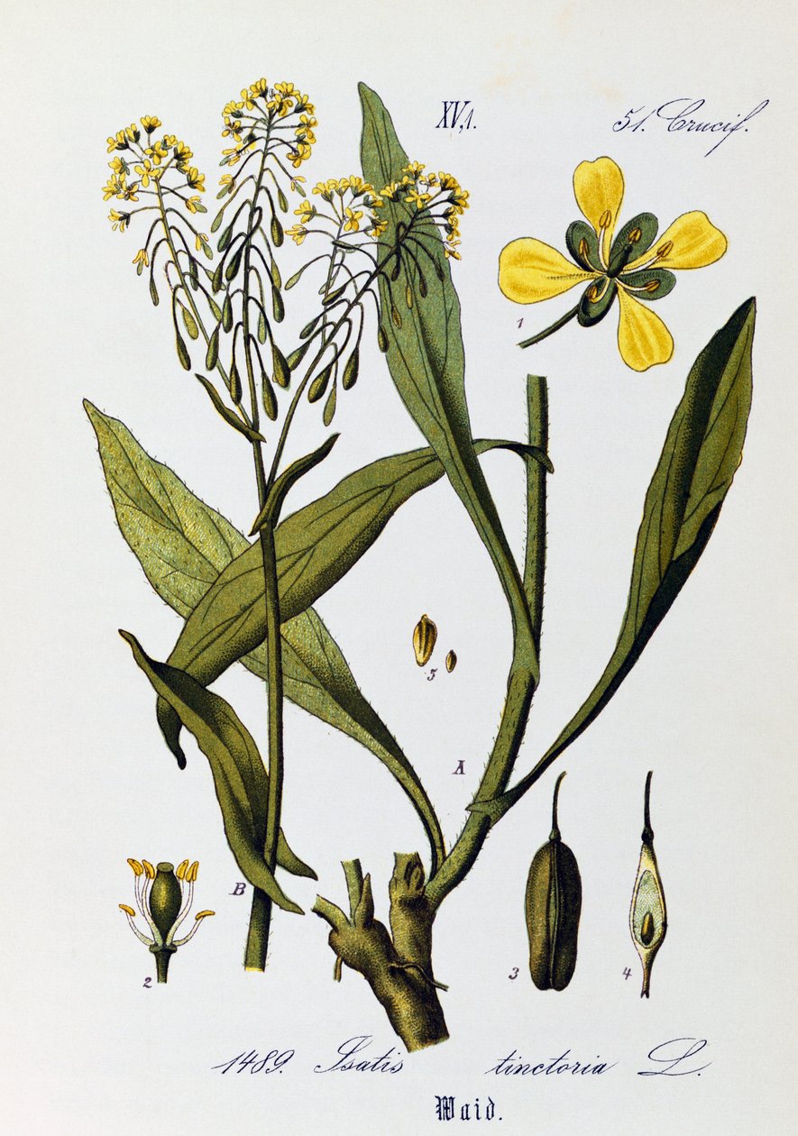Blade, frugter og blomster af Woad eller Glastum (Isatis tinctoria), kunstværk af Otto Wilhelm Thome (1840-1925) fra Flora von Deutschland, Osterreich und der Schweiz (Flora i Tyskland, Østrig og Schweiz) af Otto Wilhelm Thome