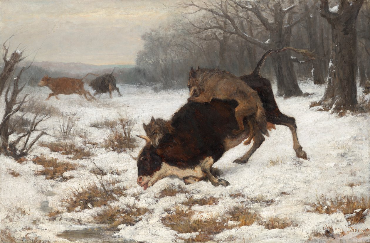 En ko bliver angrebet af ulve af Otto von Thoren