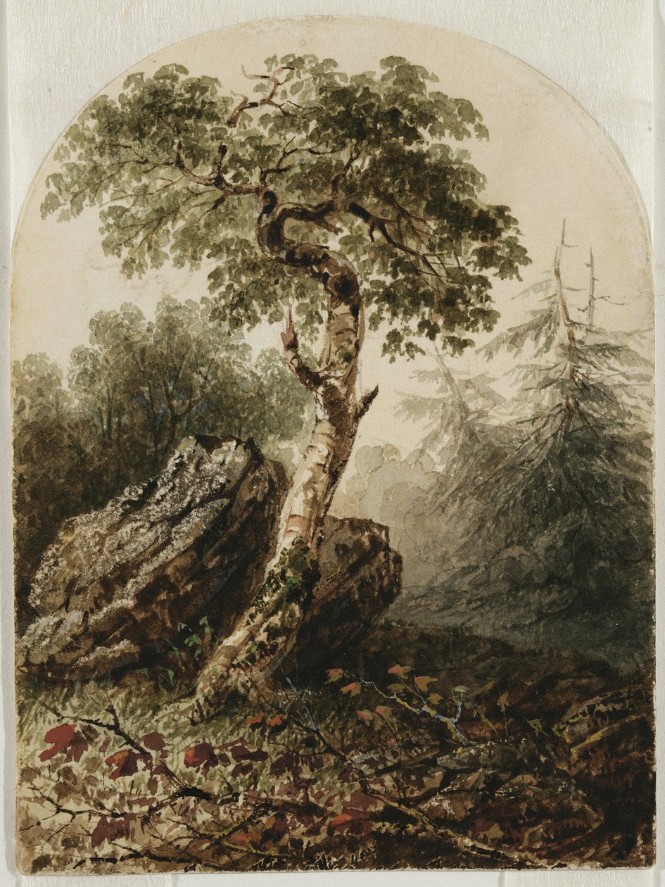 Landskab med birketræ, 1859 (wc med spor af blyant og måske lidt gouache på cremefarvet papir) af Owen G. Hanks