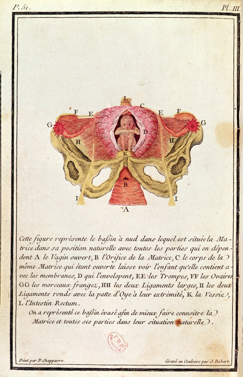 Tværsnitsdiagram af livmoderen, fra en bog af Madame Angelique Le Boursier du Coudray (1714-94) indgraveret af J. Robert, 1783 af P. Chapparre