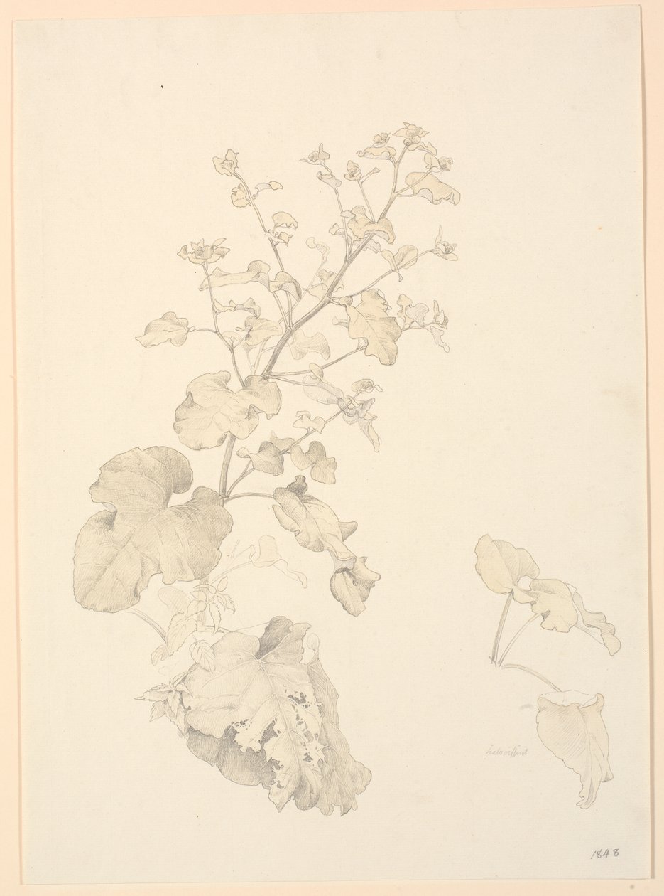 Skræppeplanter. af P.C. Skovgaard