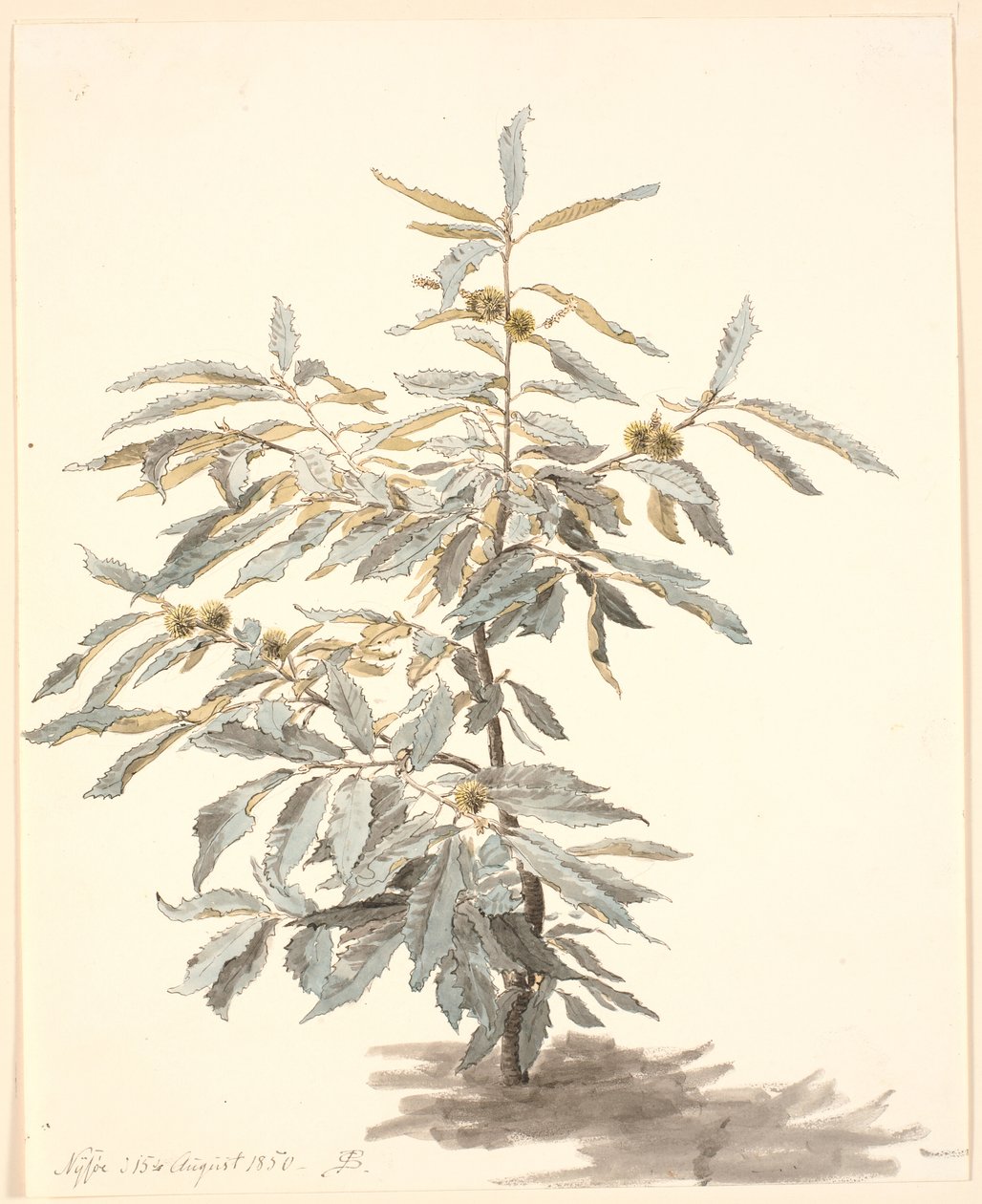 Studie af et lille kastanjetræ af P.C. Skovgaard