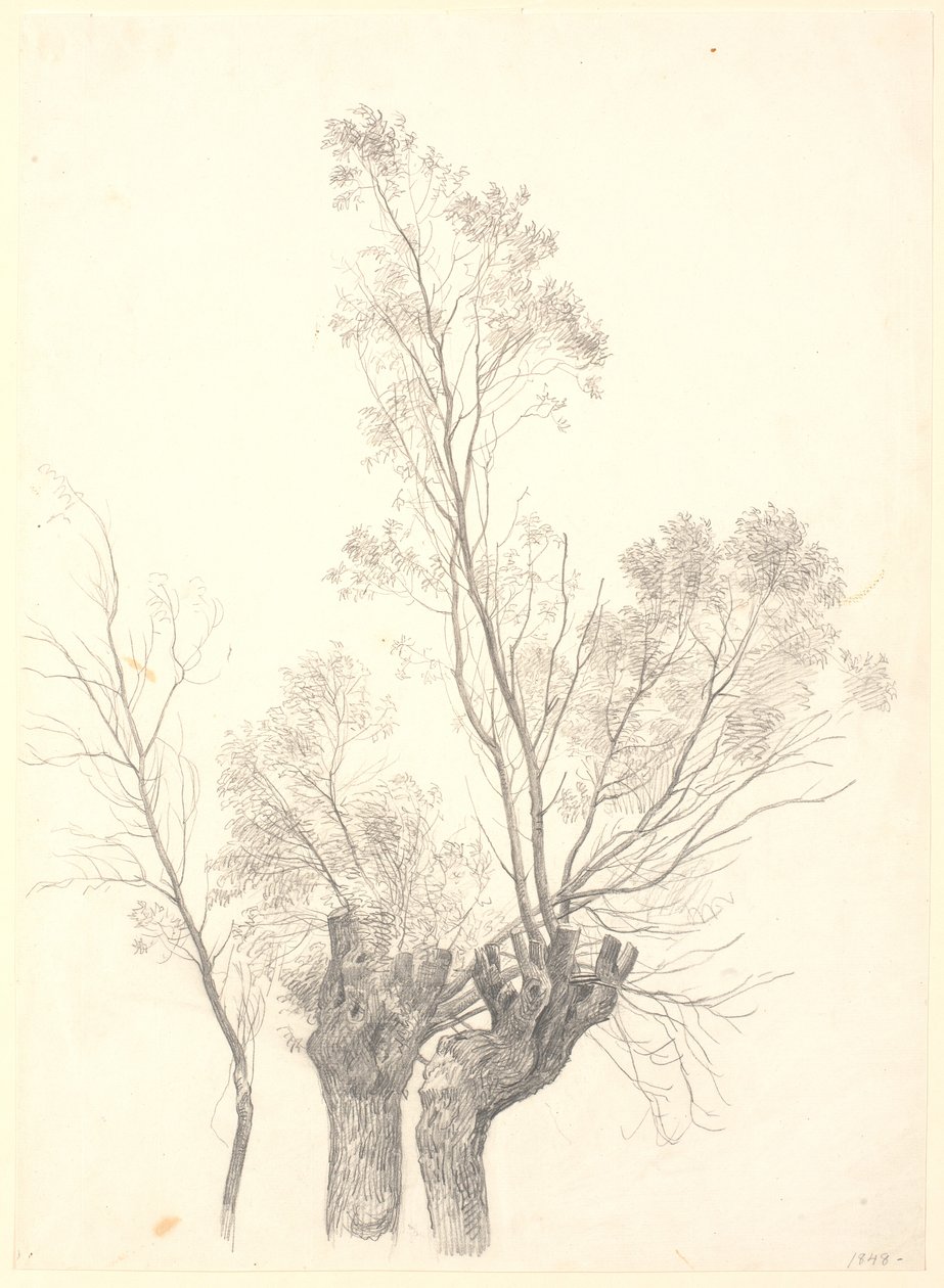 Studie af stynede piletræer. af P.C. Skovgaard