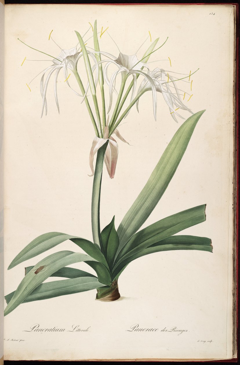 Hymenocallis littoralis af Pierre Joseph Redouté