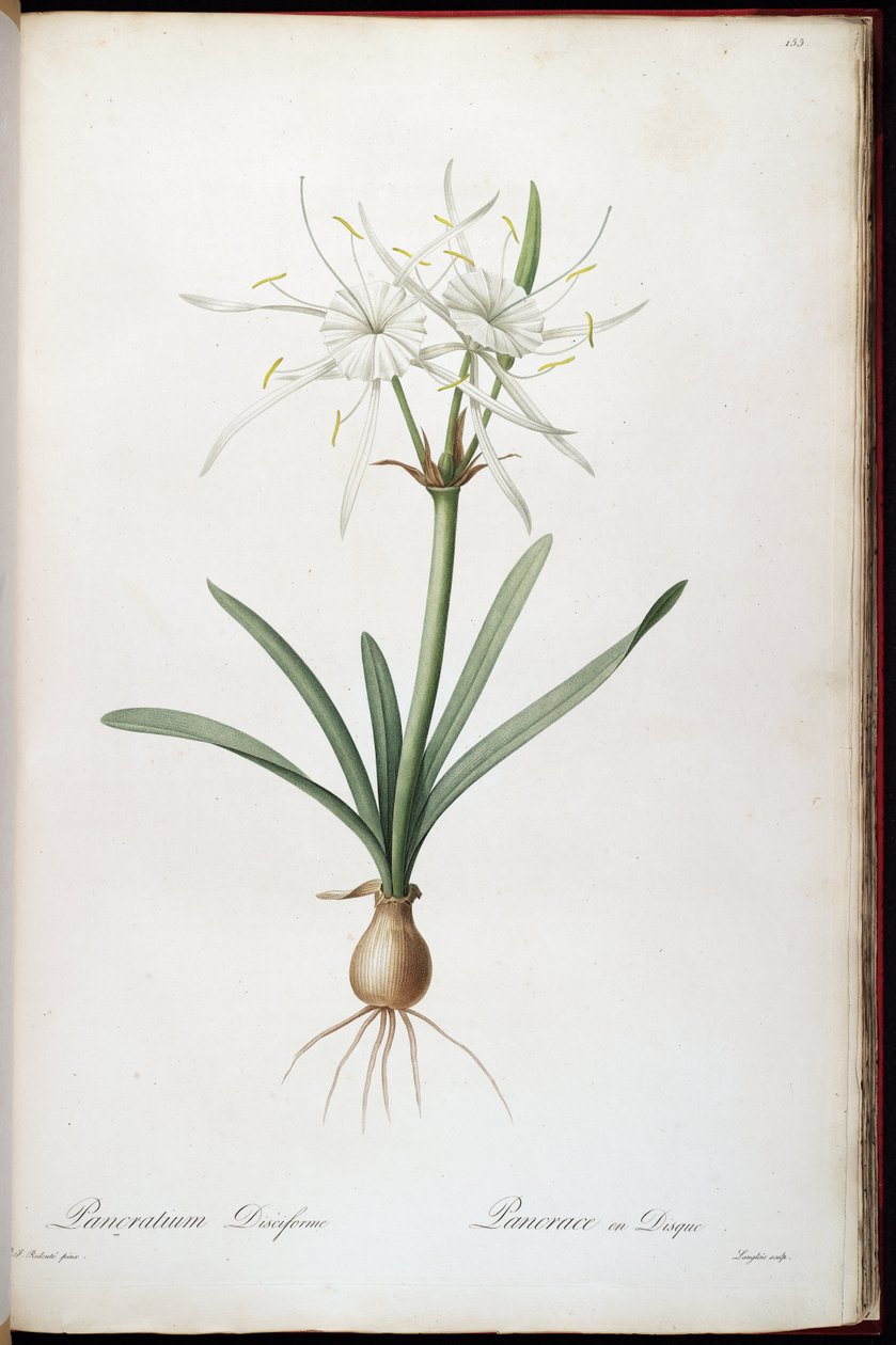 Hymenocallis roterer af Pierre Joseph Redouté