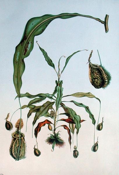 Nepenthes Hookeriana, botanisk plade fra 