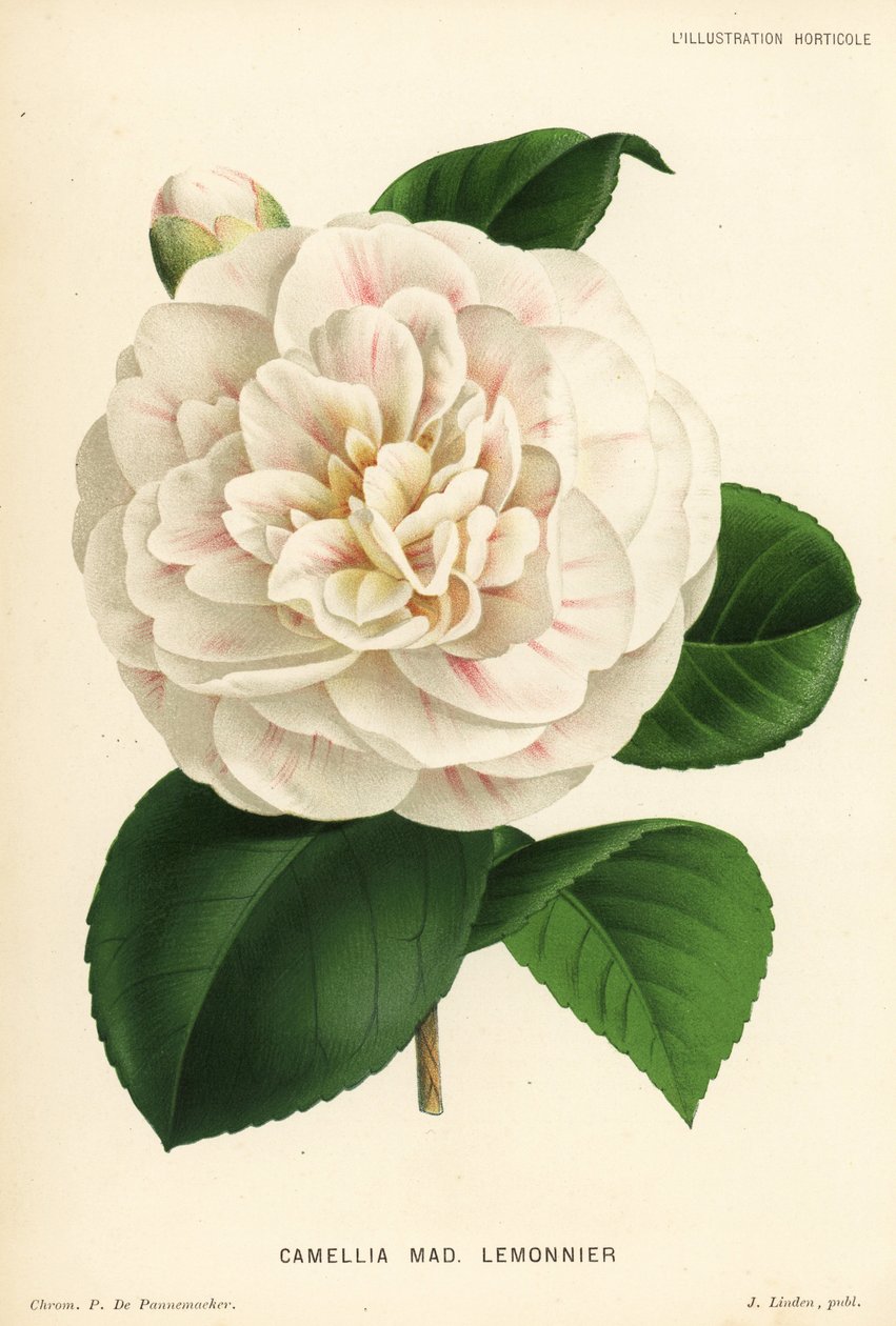 Camellia hybrid, Madame Lemonnier, Camellia japonica. Kromolitografi af P. de Pannemaeker fra Jean Lindens l