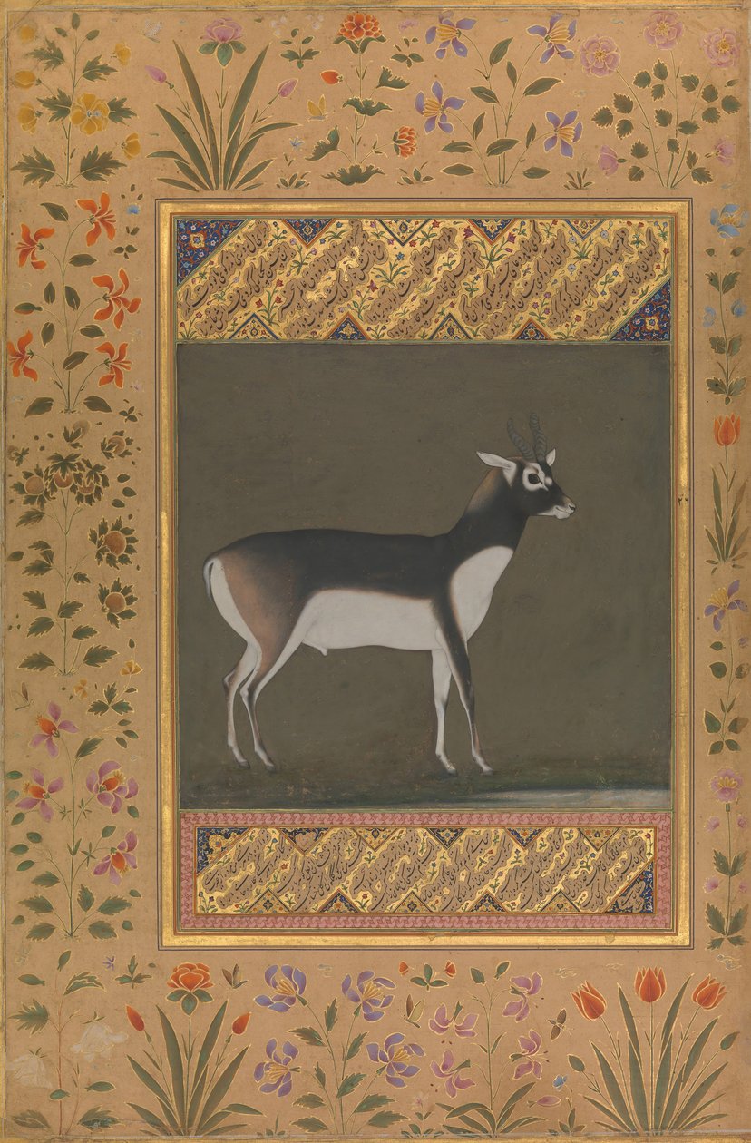 Black Buck, Folio fra Shah Jahan Albummet, recto: ca. 1615-20, bagside: ca. 1530-50. af Painting attributed to Manohar