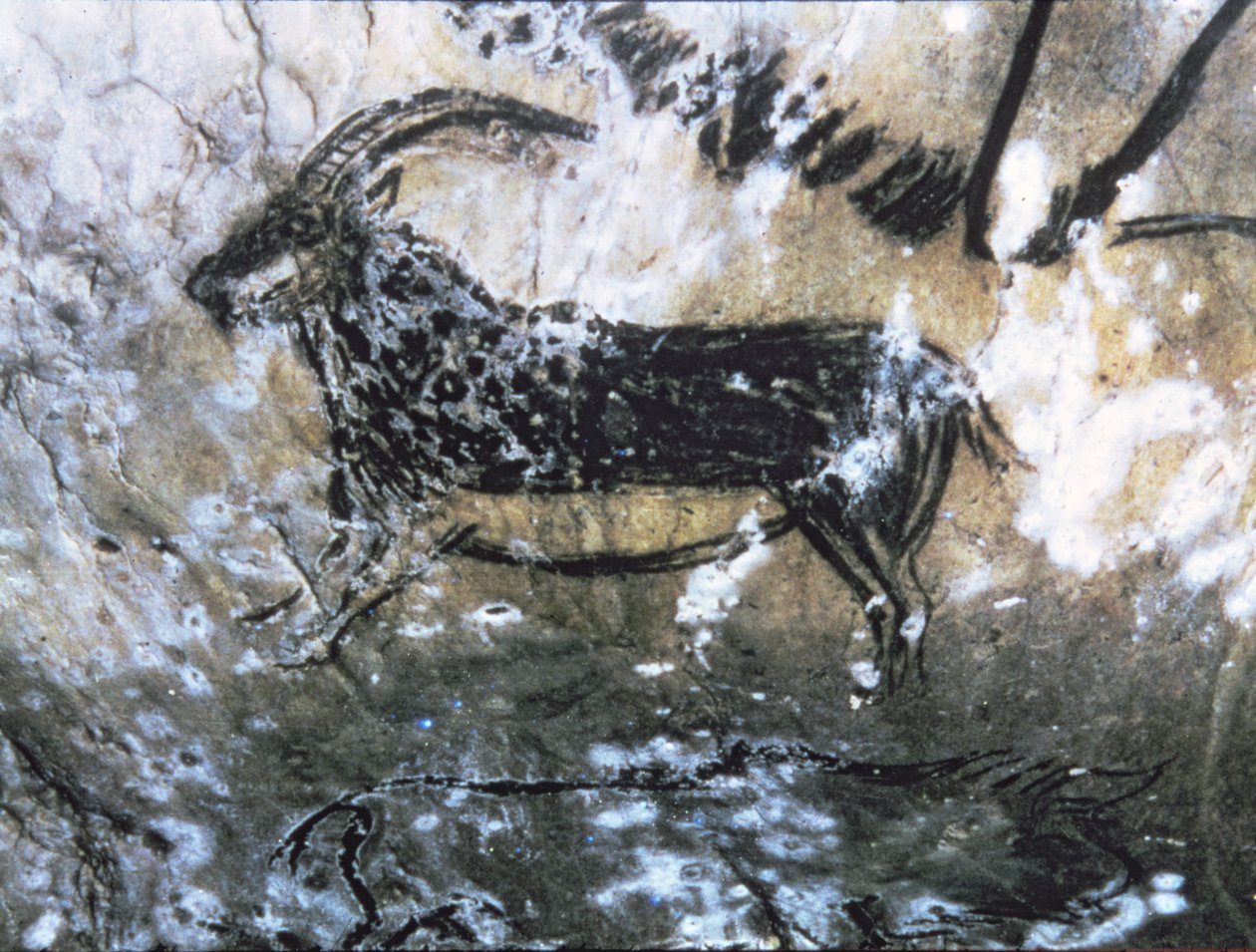 Ged eller gemser, klippemaleri i det sorte rum, Magdalenian (hulemaleri) af Paleolithic Paleolithic