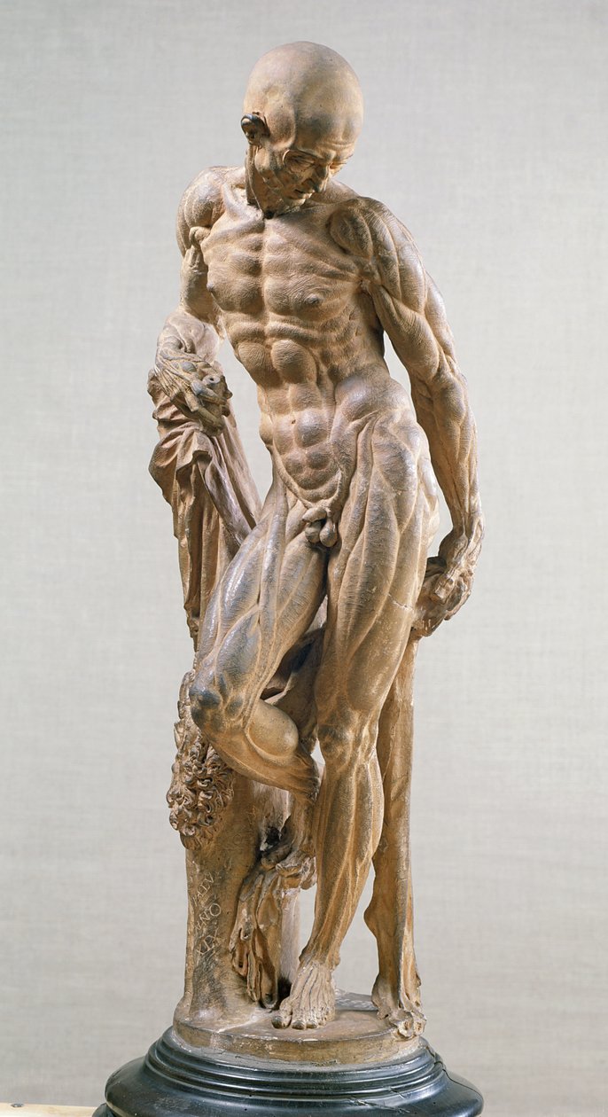 Muscle Man, 1569 (terracotta) af Paludanus
