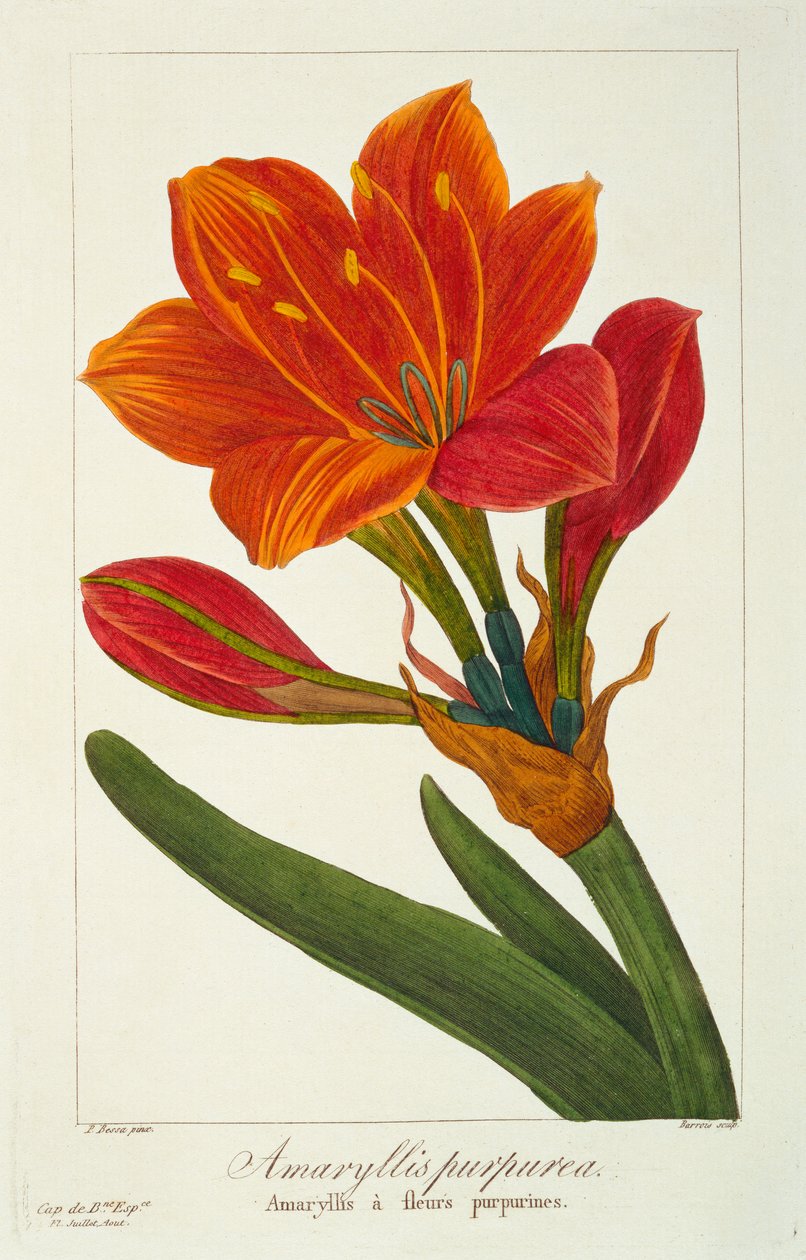 Amaryllis Purpurea, pub. 1836. af Panacre Bessa