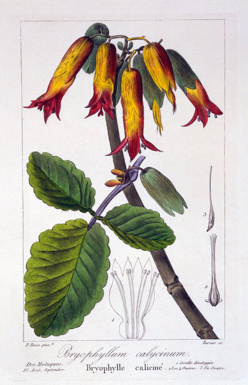 Bryophyllum calycinum, pub. 1836 af Panacre Bessa