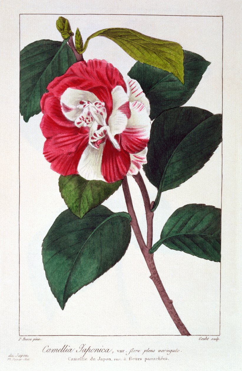 Camellia Japanica, pub. 1836. af Panacre Bessa