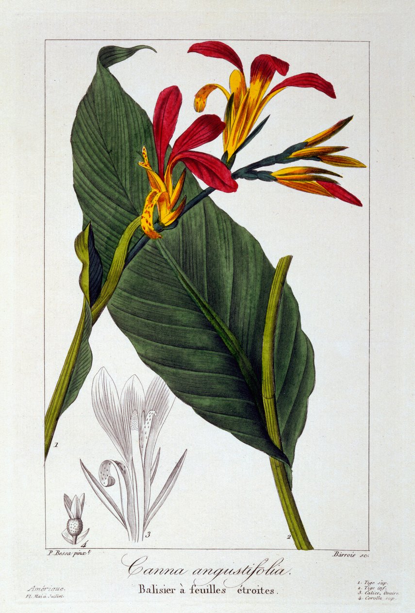 Canna eller Indian Shot Flower, pub. 1836. af Panacre Bessa