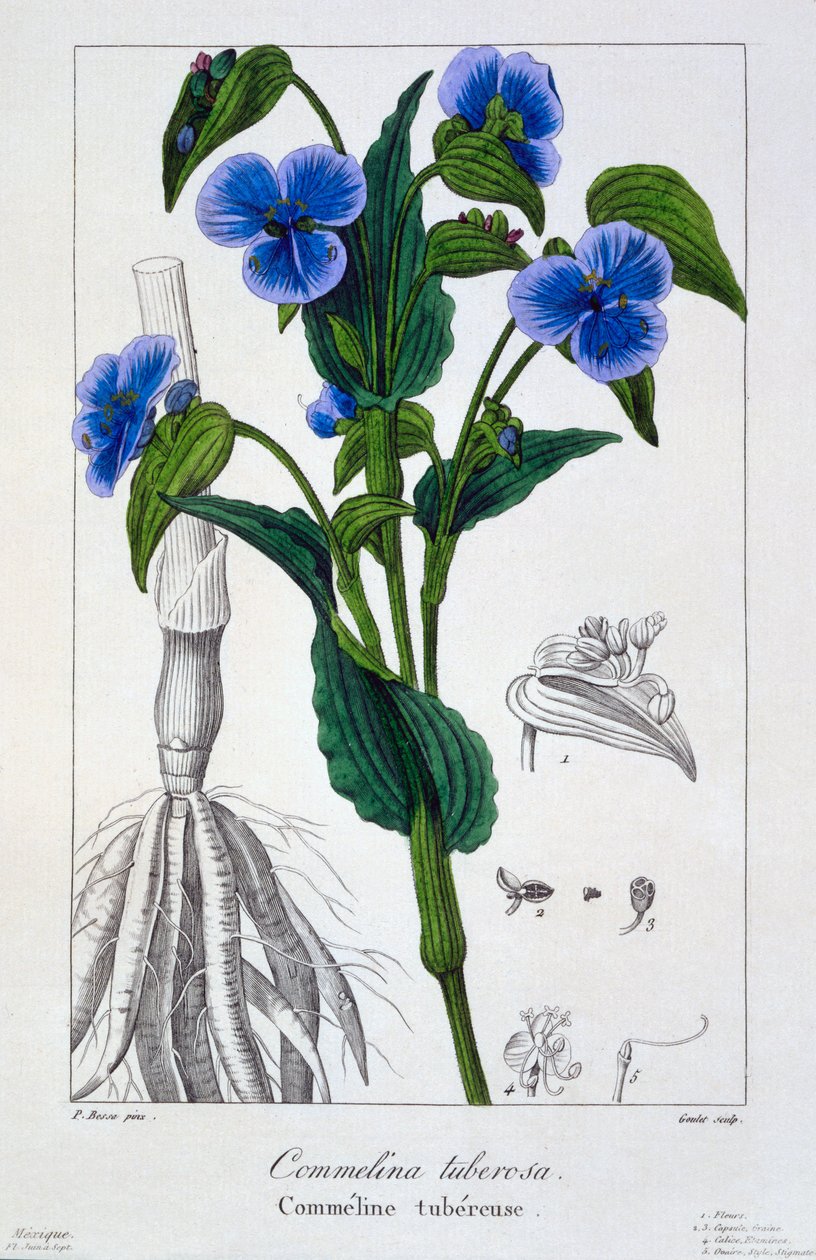 Commelina tuberosa, pub. 1836 af Panacre Bessa