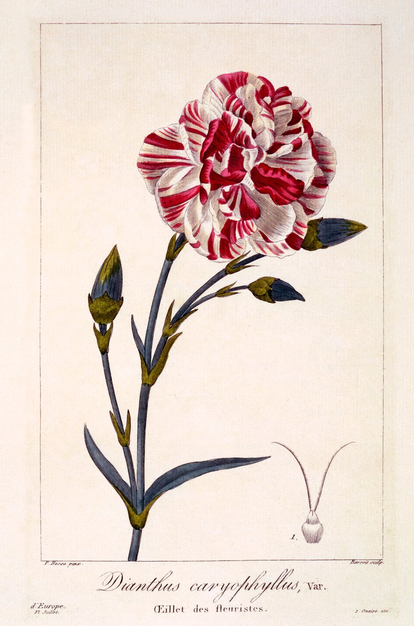 Dianthus caryophyllus, pub. 1836. af Panacre Bessa