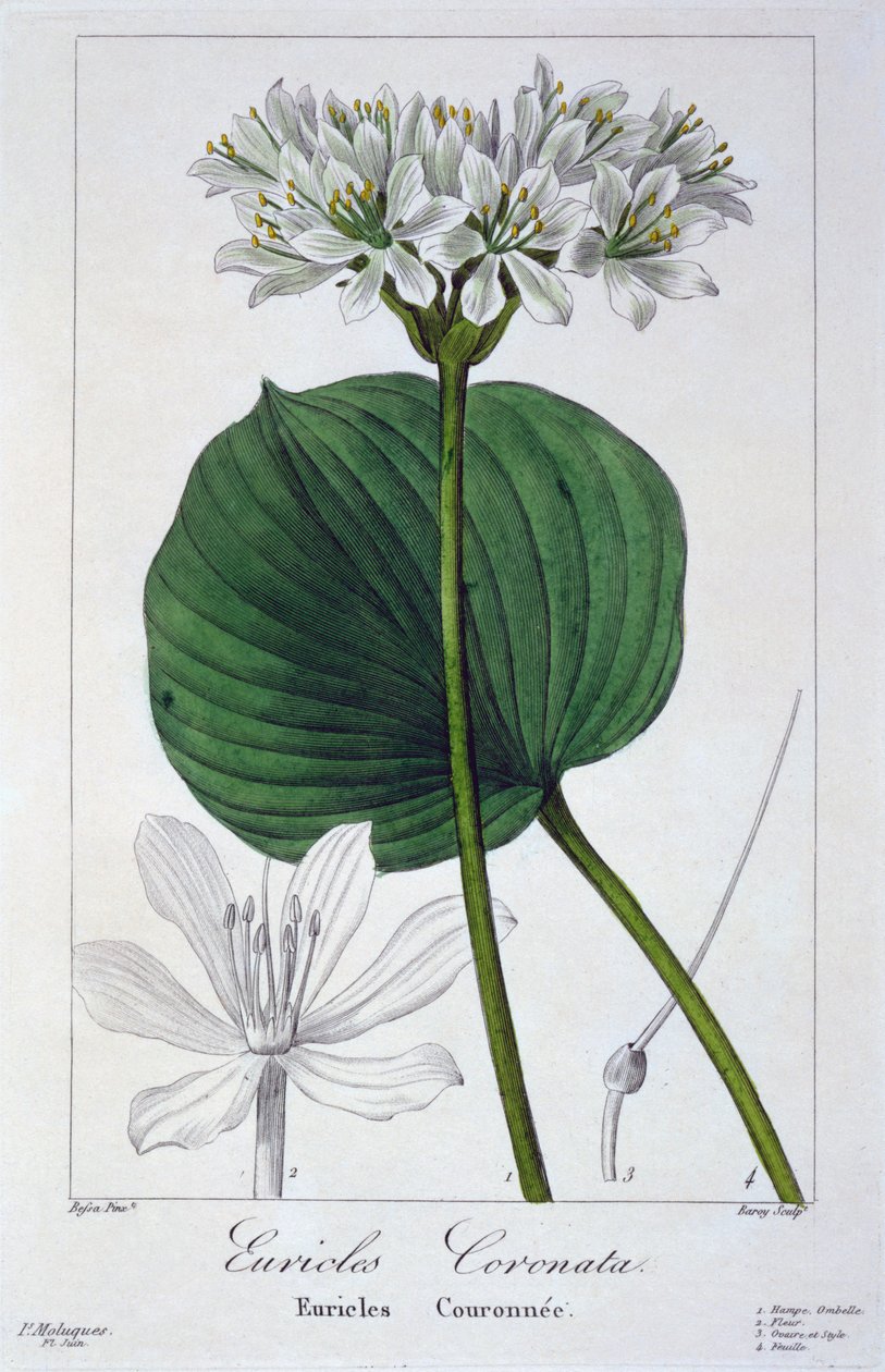 Euricles coronata, pub. 1836. af Panacre Bessa